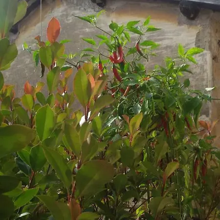 Nerone's - Bed & Better Bed & Breakfast