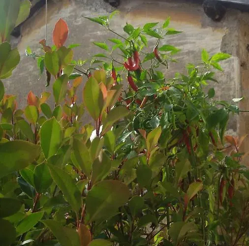 Nerone's - Bed & Better Bed and Breakfast